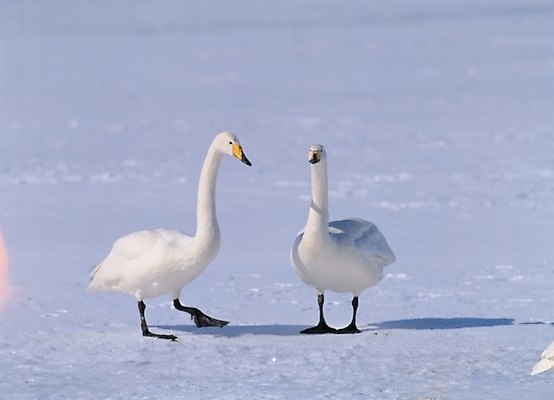 포토 JPG 주간 동물 척추동물 사계절 계절 배경화면 백그라운드 두마리 겨울 자연 조류 오리 풍경 근접촬영 사람없음 야외 백조 국내포토 자연요소 뷰포인트 2 생태계 파일형식
