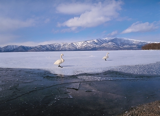 포토 JPG 주간 동물 척추동물 사계절 계절 호수 배경화면 백그라운드 두마리 겨울 자연 조류 산 풍경 사람없음 야외 강 얼음 백조 국내포토 자연요소 2 생태계 파일형식