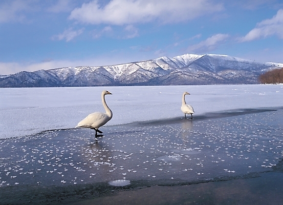 포토 JPG 주간 동물 척추동물 사계절 계절 호수 배경화면 백그라운드 두마리 겨울 자연 조류 산 풍경 사람없음 야외 강 얼음 백조 국내포토 자연요소 2 생태계 파일형식