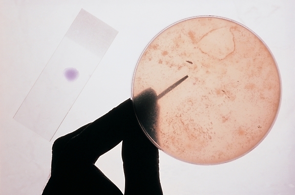 포토 JPG 손 과학 손가락 실내 실험 근접촬영 바이러스 생물학 박테리아 미생물실험 샬레 시료표본 국내포토 교육 뷰포인트 의학 실험기구 내부 신체부위 표본 파일형식