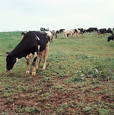 포토 JPG 주간 동물 척추동물 육지동물 포유류 초식동물 초원 사람없음 야외 가축 목초지 소 젖소 국내포토 자연요소 목장 파일형식 초원_자연