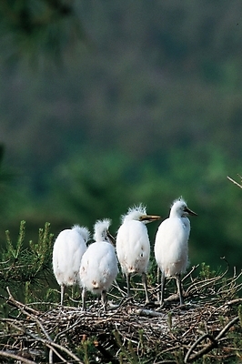 포토 JPG 주간 동물 척추동물 야생동물 여러마리 자연 사람없음 야외 학 나뭇가지 둥지 아기새 국내포토 자연요소 나무 새끼 다수 조류 생태계 파일형식