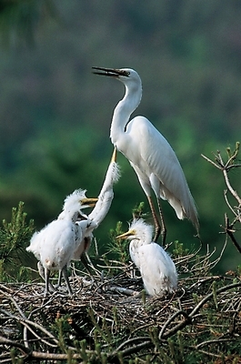 포토 JPG 주간 동물 척추동물 자연 근접촬영 사람없음 야외 학 나뭇가지 둥지 아기새 어미새 국내포토 자연요소 나무 새끼 뷰포인트 조류 생태계 파일형식
