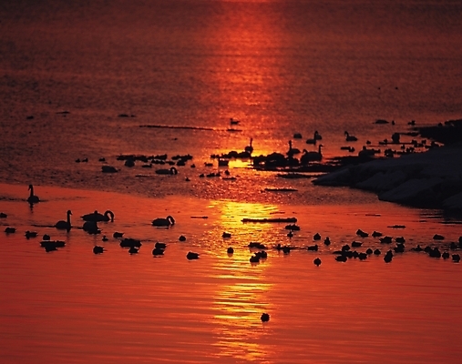 포토 JPG 주간 동물 척추동물 호수 바다 배경화면 백그라운드 여러마리 자연 조류 풍경 사람없음 야외 강 노을 일몰 국내포토 자연요소 다수 생태계 파일형식