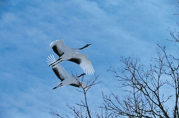 포토 JPG 주간 동물 척추동물 두마리 자연 조류 사람없음 야외 학 국내포토 자연요소 2 생태계 파일형식
