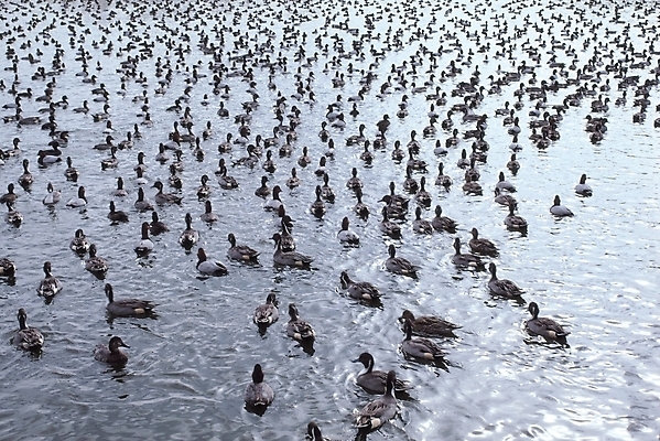 포토 JPG 주간 동물 척추동물 물결 야생동물 자연 조류 사람없음 야외 물 수면 새떼 오리떼 국내포토 자연요소 오리 생태계 파일형식