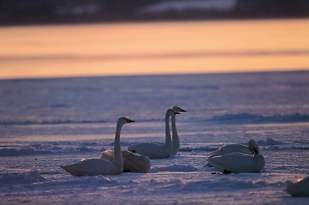포토 JPG 주간 동물 척추동물 사계절 계절 겨울 여러마리 자연 조류 풍경 사람없음 야외 눈 백조 국내포토 자연요소 다수 날씨 생태계 파일형식