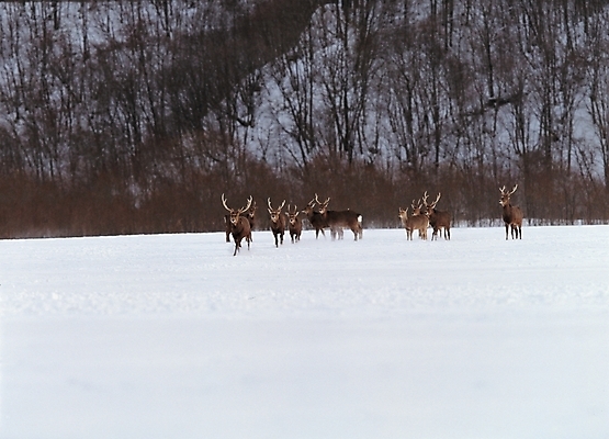 포토 JPG 주간 동물 척추동물 육지동물 사계절 계절 배경화면 백그라운드 겨울 여러마리 포유류 자연 사슴 풍경 사람없음 야외 눈 순록 국내포토 자연요소 다수 날씨 생태계 파일형식