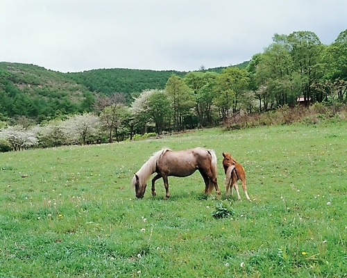 포토 JPG 주간 동물 척추동물 육지동물 새끼 배경화면 백그라운드 포유류 자연 풍경 초원 사람없음 야외 가축 말_동물 어미 조랑말 망아지 국내포토 자연요소 생태계 파일형식