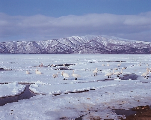 포토 JPG 주간 동물 척추동물 사계절 계절 배경화면 백그라운드 겨울 자연 조류 산 풍경 사람없음 야외 강 얼음 백조 국내포토 자연요소 생태계 파일형식