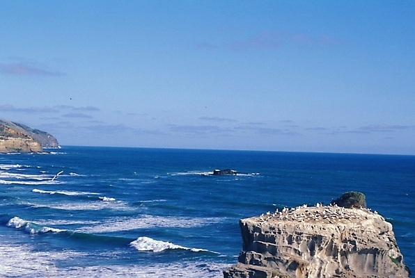 포토 JPG 주간 구름 해외풍경 파도 바다 외국문화 섬 자연 갈매기 하늘 풍경 해변 사람없음 야외 암석 돌_바위 오세아니아 뉴질랜드 바위섬 국내포토 자연요소 해외 나라 문화 조류 생태계 파일형식