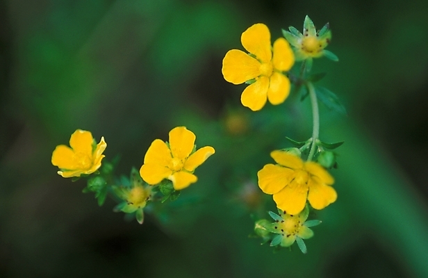 포토 JPG 주간 식물 꽃 여러송이 자연 사람없음 야외 노란색 들꽃 야생초 괭이밥 국내포토 자연요소 컬러 다수 생태계 파일형식