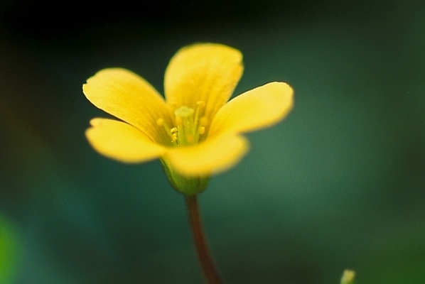 포토 JPG 주간 식물 꽃잎 꽃 한송이 자연 사람없음 야외 노란색 들꽃 꽃술_꽃 야생초 괭이밥 국내포토 자연요소 1 컬러 생태계 송이 파일형식