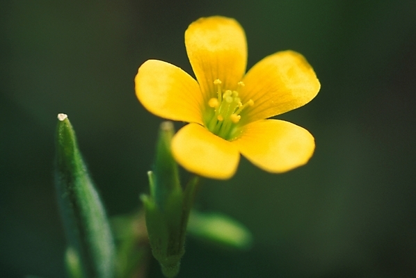 포토 JPG 주간 식물 꽃잎 꽃 자연 근접촬영 사람없음 야외 노란색 들꽃 꽃술_꽃 야생초 괭이밥 국내포토 자연요소 뷰포인트 컬러 생태계 파일형식