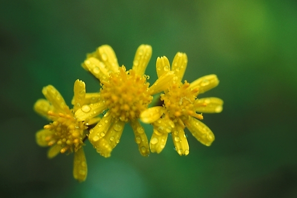 포토 JPG 주간 식물 꽃 여러송이 자연 가을꽃 사람없음 야외 물 들꽃 물방울 이슬 야생초 감국 국내포토 자연요소 다수 생태계 파일형식 가을_계절