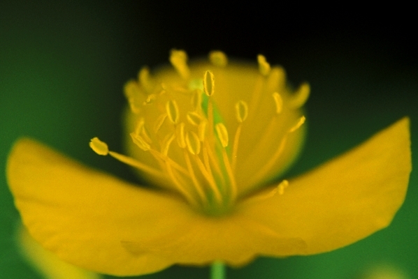 포토 JPG 주간 식물 꽃잎 꽃 한송이 봄꽃 자연 사람없음 야외 노란색 들꽃 꽃술_꽃 동의나물 국내포토 자연요소 1 컬러 봄 생태계 송이 파일형식