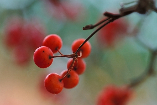 포토 JPG 주간 식물 열매 사람없음 야외 빨간색 나무열매 국내포토 자연요소 컬러 파일형식