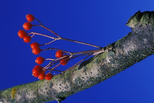 포토 JPG 주간 식물 열매 사람없음 야외 빨간색 나뭇가지 나무열매 국내포토 자연요소 나무 컬러 파일형식