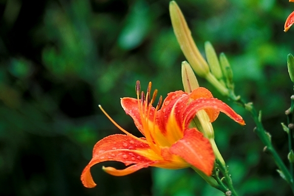 포토 JPG 주간 식물 꽃잎 꽃 한송이 여름꽃 자연 사람없음 야외 물방울 꽃술_꽃 이슬 백합 나리꽃 국내포토 자연요소 1 생태계 송이 파일형식 여름_계절