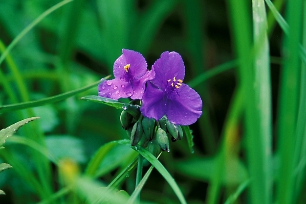 포토 JPG 주간 식물 꽃 여름꽃 자연 사람없음 야외 보라색 들꽃 물방울 이슬 두송이 달개비 닭의장풀 국내포토 자연요소 컬러 2 생태계 파일형식 여름_계절