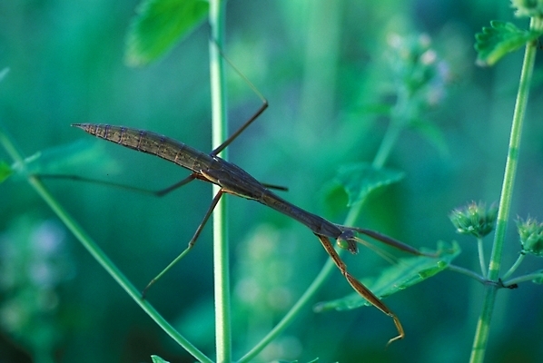 포토 JPG 주간 곤충 절지류 자연 사람없음 야외 풀 야생초 사마귀 국내포토 자연요소 식물 동물 생태계 파일형식