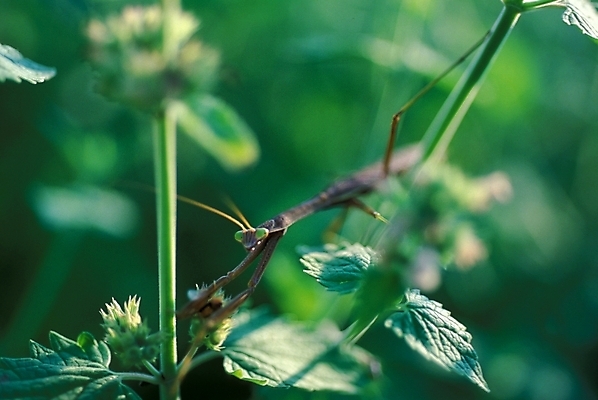 포토 JPG 주간 곤충 절지류 자연 사람없음 야외 풀 야생초 사마귀 국내포토 자연요소 식물 동물 생태계 파일형식