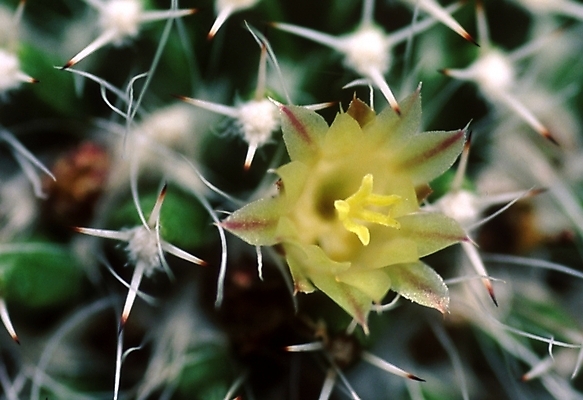 포토 JPG 식물 자연 선인장 근접촬영 사람없음 선인장꽃 국내포토 꽃 뷰포인트 생태계 파일형식