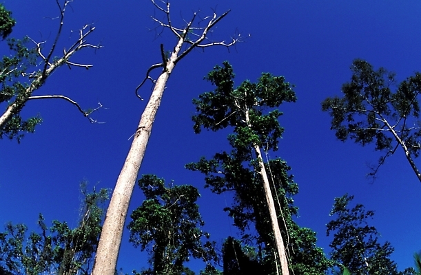 포토 JPG 주간 나무 식물 해외풍경 외국문화 자연 풍경 사람없음 야외 오세아니아 파푸아뉴기니 국내포토 자연요소 해외 나라 문화 생태계 파일형식