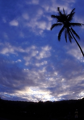 포토 JPG 주간 나무 식물 구름 해외풍경 외국문화 자연 하늘 풍경 사람없음 야외 야자수 오세아니아 파푸아뉴기니 국내포토 자연요소 해외 나라 문화 생태계 파일형식
