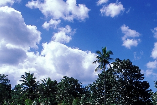 포토 JPG 주간 나무 식물 구름 해외풍경 외국문화 자연 하늘 풍경 사람없음 야외 야자수 오세아니아 파푸아뉴기니 국내포토 자연요소 해외 나라 문화 생태계 파일형식