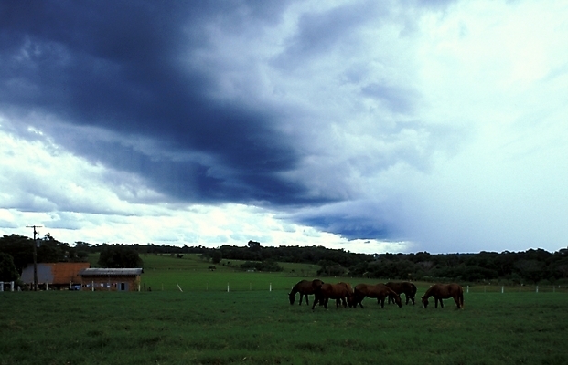 포토 JPG 주간 동물 구름 척추동물 해외풍경 육지동물 외국문화 포유류 자연 하늘 풍경 초원 사람없음 야외 농장 가축 목장 말_동물 남아메리카 축산업 목축지 파라과이 국내포토 자연요소 해외 산업 문화 농업 아메리카 생태계 파일형식