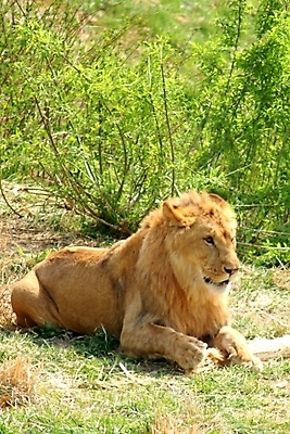 포토 JPG 주간 동물 척추동물 한마리 육지동물 포유류 사람없음 야외 사자 국내포토 자연요소 1 파일형식
