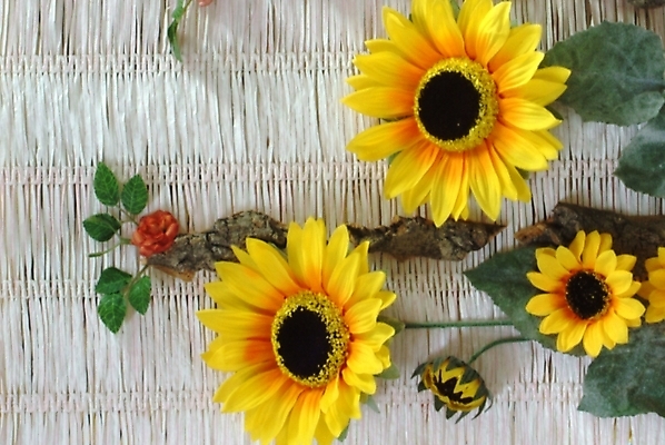 포토 JPG 식물 꽃잎 꽃 여러송이 여름꽃 자연 해바라기 사람없음 노란색 국내포토 컬러 다수 생태계 파일형식 여름_계절