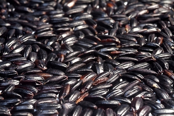 포토 JPG 식물 웰빙 열매 음식 식재료 곡류 씨앗 사람없음 농작물 유기농 검은쌀 흑미 국내포토 농업 쌀 파일형식