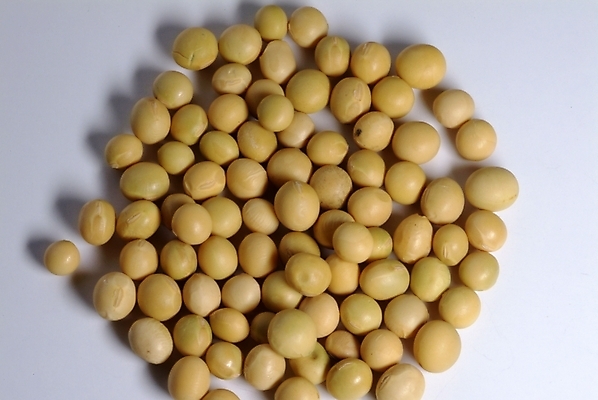 포토 JPG 스튜디오촬영 식물 웰빙 열매 음식 식재료 콩 곡류 씨앗 사람없음 농작물 여러개 유기농 대두 국내포토 다수 농업 실내 파일형식