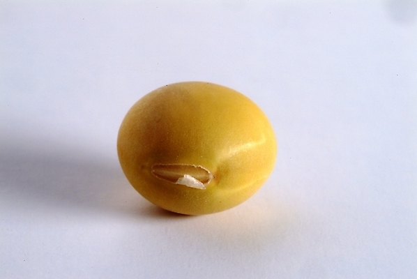 포토 JPG 스튜디오촬영 식물 웰빙 열매 음식 식재료 콩 곡류 씨앗 사람없음 농작물 한개 유기농 대두 국내포토 1 농업 실내 파일형식