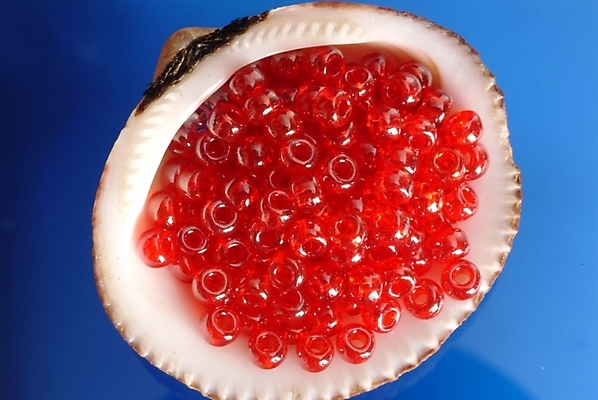 포토 JPG 조개 연체동물 사람없음 장식 조개껍데기 구슬 오브젝트 비즈 국내포토 어패류 무척추동물 파일형식