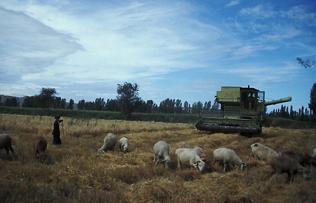 포토 JPG 동물 척추동물 해외풍경 육지동물 포유류 자연 사람 풍경 초원 가축 양 중장비 농기구 트랙터 목축지 실크로드 국내포토 해외 농업 산업장비 농기계 생태계 특수차량 파일형식