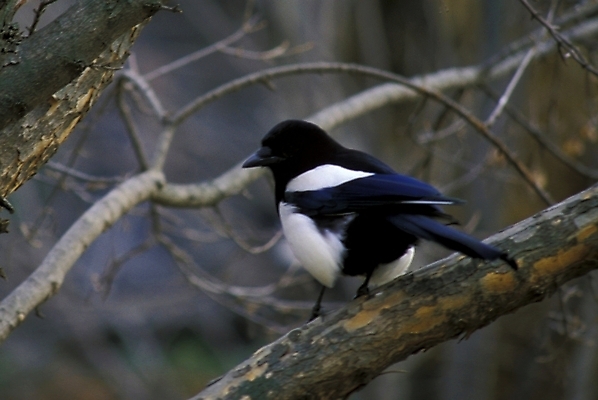 포토 JPG 주간 동물 척추동물 한마리 조류 사람없음 야외 까치 국내포토 자연요소 1 파일형식