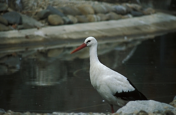 포토 JPG 주간 동물 척추동물 한마리 야생동물 조류 사람없음 야외 천연기념물 홍부리황새 황새 국내포토 자연요소 1 파일형식