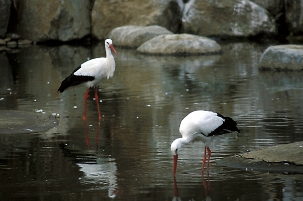포토 JPG 주간 동물 척추동물 두마리 조류 사람없음 야외 천연기념물 홍부리황새 황새 국내포토 자연요소 2 파일형식