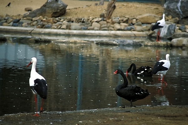 포토 JPG 주간 동물 척추동물 야생동물 여러마리 조류 사람없음 야외 천연기념물 홍부리황새 황새 국내포토 자연요소 다수 파일형식