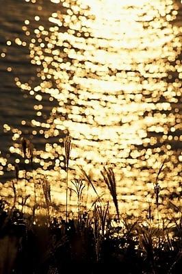 포토 JPG 식물 사계절 계절 백그라운드 자연 갈대 풍경 사람없음 야외 강 햇빛 황혼 일몰 가을 풀 야생초 갈대밭 국내포토 태양 노을 생태계 파일형식 갈대_식물