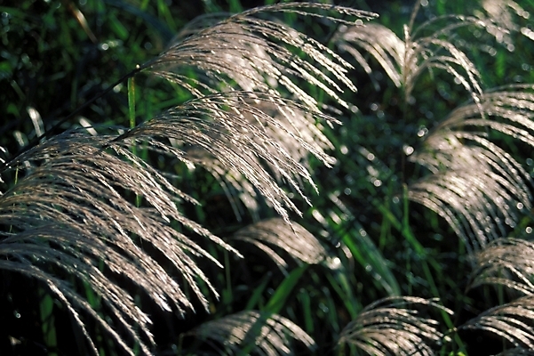 포토 JPG 주간 식물 사계절 계절 백그라운드 자연 갈대 풍경 초원 사람없음 야외 가을 풀 억새 야생초 갈대밭 국내포토 자연요소 생태계 파일형식 갈대_식물