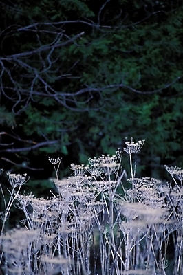 포토 JPG 주간 식물 꽃 백그라운드 꽃밭 자연 풍경 초원 사람없음 야외 풀 야생초 민들레홀씨 국내포토 자연요소 민들레 생태계 파일형식