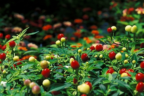 포토 JPG 주간 나무 식물 열매 자연 풍경 사람없음 야외 빨간색 여러개 나무열매 국내포토 자연요소 컬러 다수 생태계 파일형식