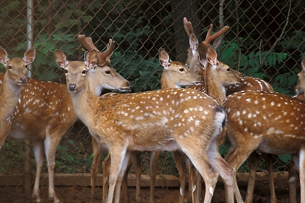 포토 JPG 주간 동물 척추동물 육지동물 야생동물 여러마리 포유류 사슴 사람없음 야외 꽃사슴 국내포토 자연요소 다수 파일형식