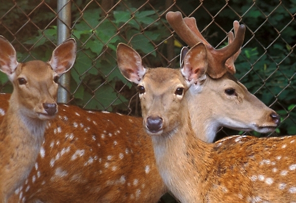 포토 JPG 주간 동물 척추동물 육지동물 여러마리 포유류 사슴 사람없음 야외 꽃사슴 국내포토 자연요소 다수 파일형식