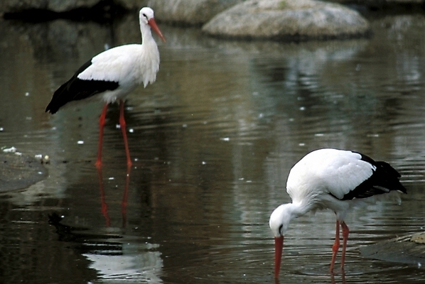 포토 JPG 주간 동물 척추동물 야생동물 두마리 조류 사람없음 야외 천연기념물 홍부리황새 황새 국내포토 자연요소 2 파일형식