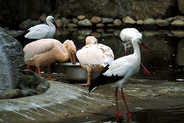 포토 JPG 주간 동물 척추동물 야생동물 여러마리 조류 사람없음 야외 천연기념물 홍부리황새 황새 국내포토 자연요소 다수 파일형식